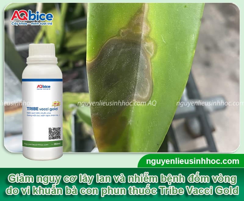 Bệnh đốm vòng trên hoa lan: Nguyên nhân và cách phòng trừ