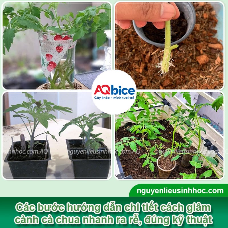 Giâm cành cà chua đúng kỹ thuật giúp nhanh ra rễ, sai quả