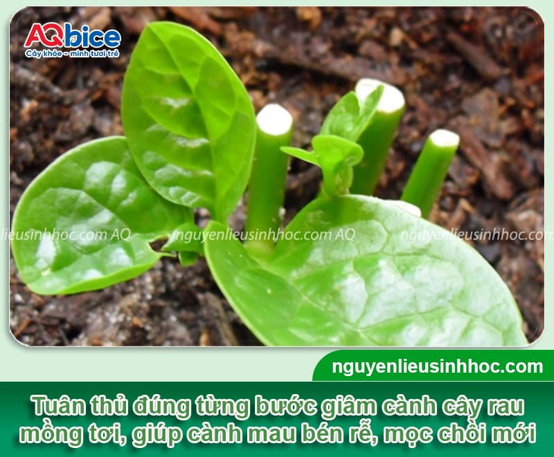 Cách giâm cành mồng tơi tỷ lệ ra rễ cao, mau bật chồi