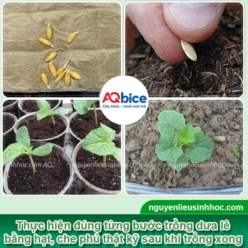Cách trồng dưa lê bằng hạt đơn giản, nhanh cho trái ngọt 4 Cách trồng dưa lê bằng hạt đơn giản, nhanh cho trái ngọt