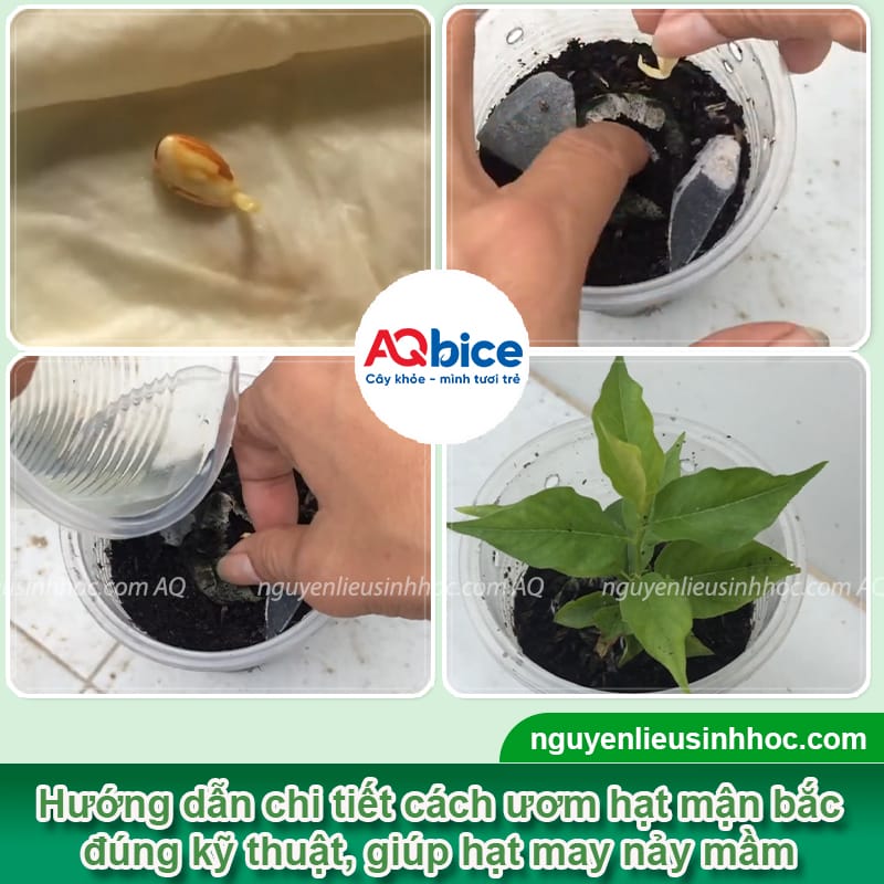 Cách ươm hạt mận hậu nhanh nứt nanh, nảy mầm khỏe mạnh 4 Cách ươm hạt mận hậu nhanh nứt nanh, nảy mầm khỏe mạnh