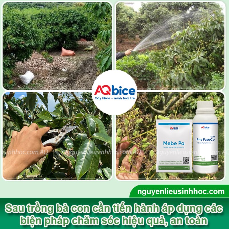 Kỹ thuật chăm sóc cây vải sớm, hạn chế sâu bệnh gây hại 4 Kỹ thuật chăm sóc cây vải sớm, hạn chế sâu bệnh gây hại