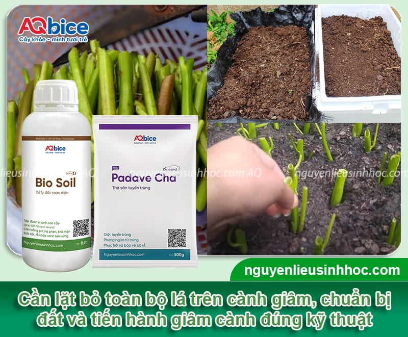 Hướng dẫn giâm cành rau muống nhanh bén rễ, lá xanh mướt