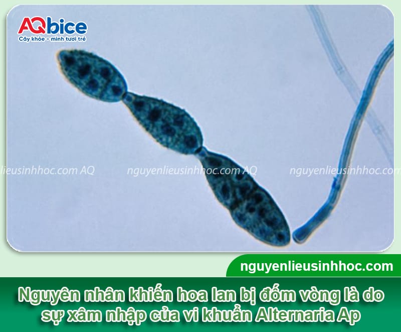 Bệnh đốm vòng trên hoa lan: Nguyên nhân và cách phòng trừ