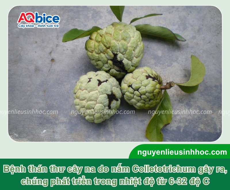 Bệnh thán thư cây na: Biểu hiện và Cách xử lý triệt để