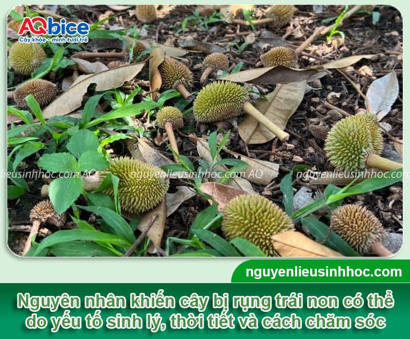 Thuốc chống rụng trái non: Giữ trái khỏe, hạn chế rụng sớm 2 Thuốc chống rụng trái non: Giữ trái khỏe, hạn chế rụng sớm