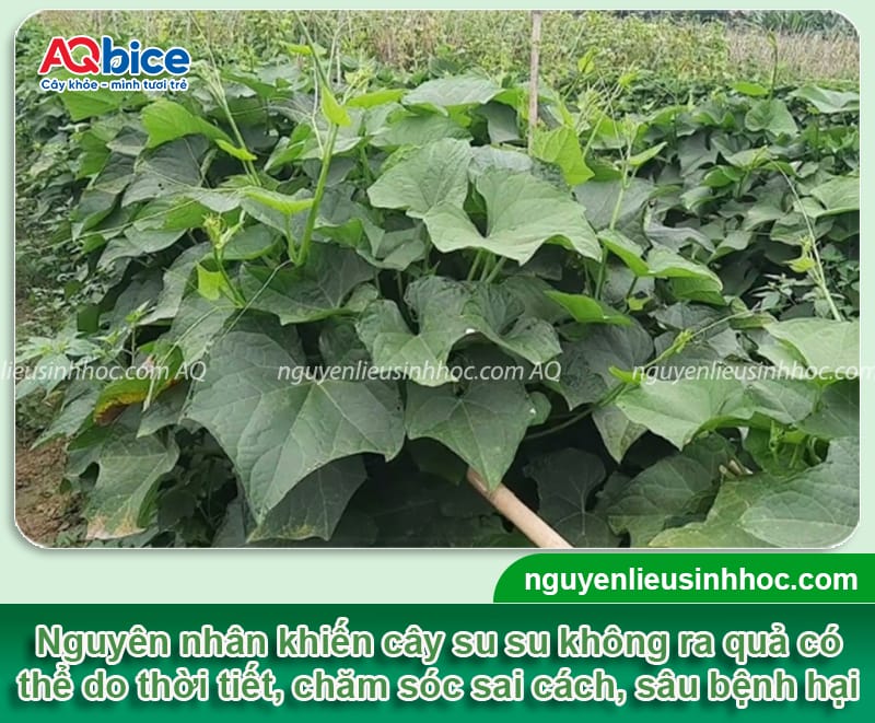 Tại sao cây su su không ra quả và Biện pháp khắc phục 2 Tại sao cây su su không ra quả và biện pháp khắc phục