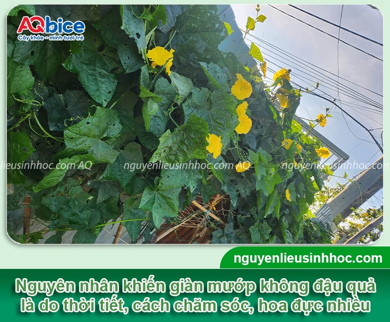 Tại sao mướp không ra quả và cách chăm sóc giúp giàn sai quả