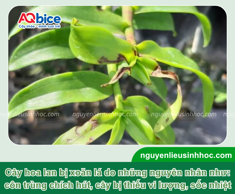 Lan bị xoăn lá do nguyên nhân nào và Cách xử lý dứt điểm 1 Lan bị xoăn lá do nguyên nhân nào và Cách xử lý dứt điểm