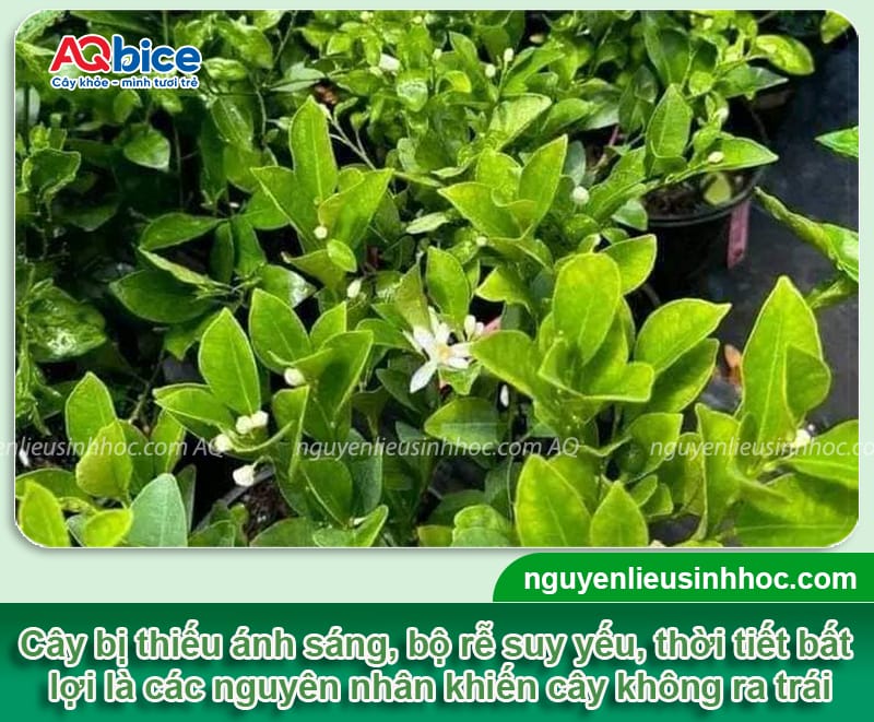 Tại sao cây tắc không ra trái và cách ép cây ra hoa, đậu quả