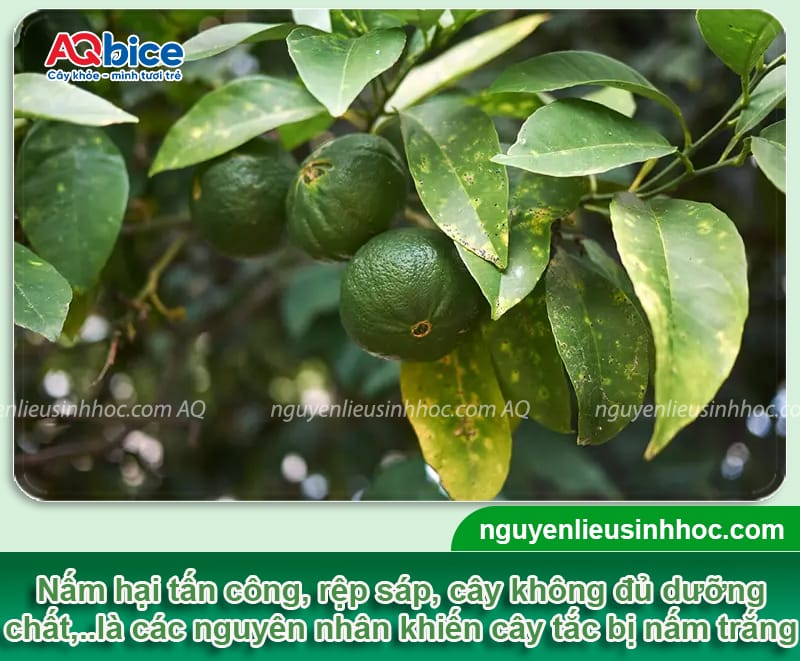 Khắc phục cây quất bị nấm trắng tận gốc, an toàn và hiệu quả 2 Khắc phục cây quất bị nấm trắng tận gốc, an toàn và hiệu quả