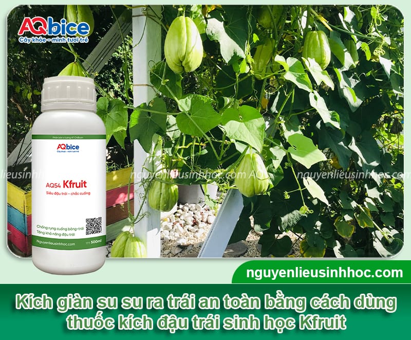 Tại sao cây su su không ra quả và Biện pháp khắc phục 4 Tại sao cây su su không ra quả và biện pháp khắc phục