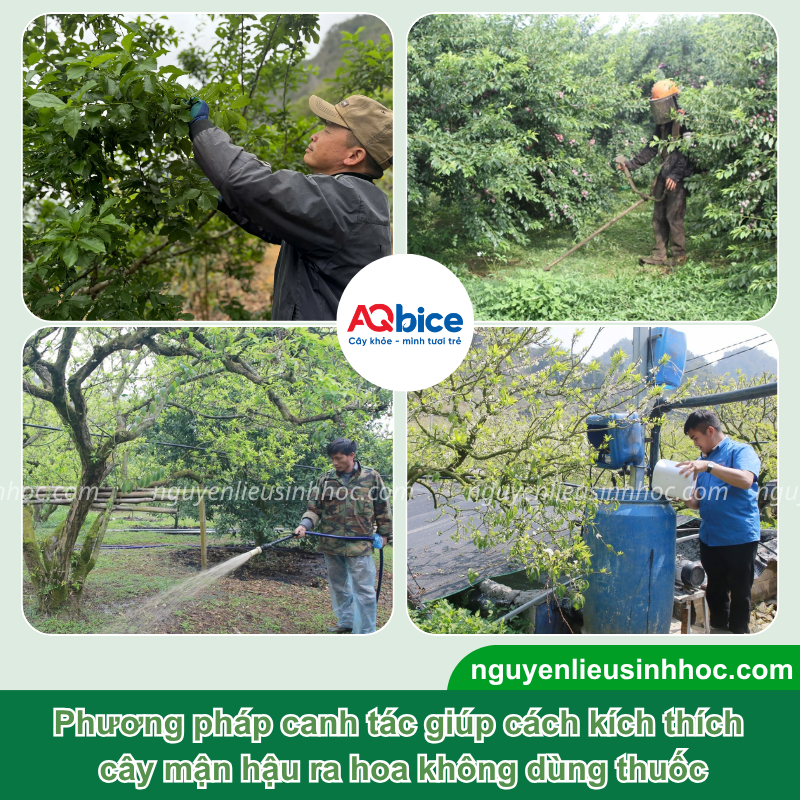 Cách kích thích cây mận hậu ra hoa đồng loạt, đậu quả nhiều