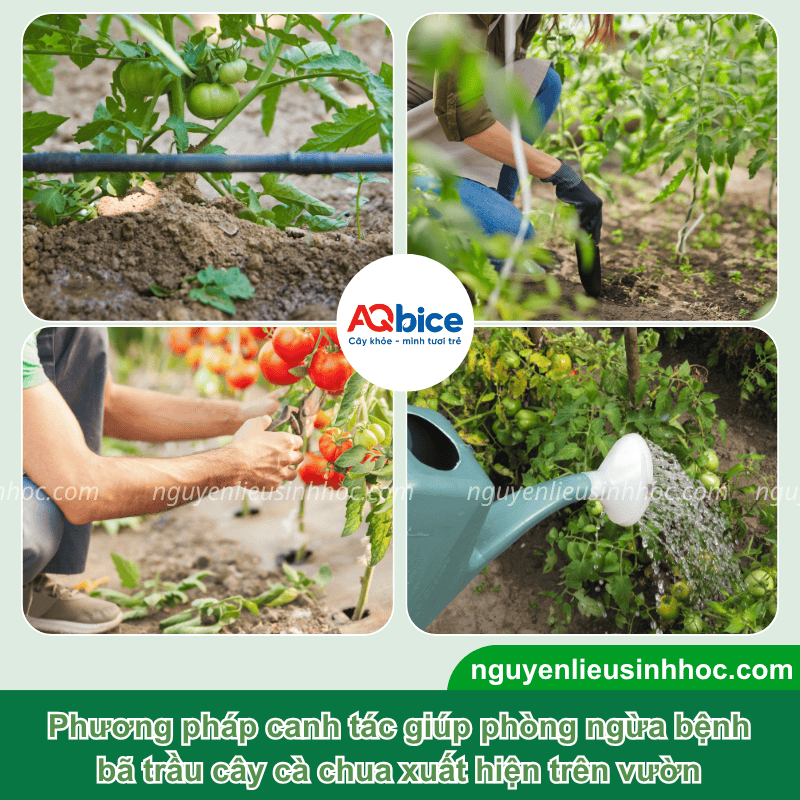Nhận biết và cách xử lý triệt để bệnh bã trầu trên cà chua