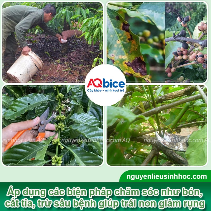 Thuốc chống rụng trái non cà phê, bí quyết giữ trái hiệu quả 3 Thuốc chống rụng trái non cà phê, bí quyết giữ trái hiệu quả