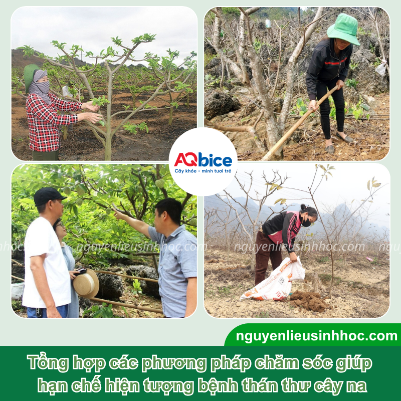 Bệnh thán thư cây na: Biểu hiện và Cách xử lý triệt để 4 Bệnh thán thư cây na: Biểu hiện và Cách xử lý triệt để
