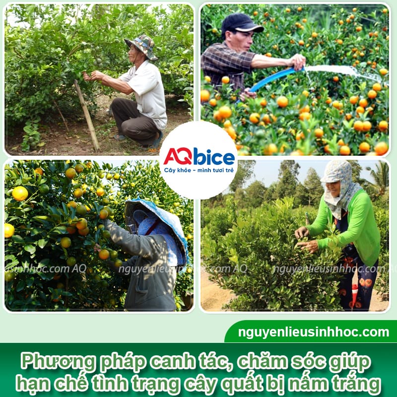 Khắc phục cây quất bị nấm trắng tận gốc, an toàn và hiệu quả 3 Khắc phục cây quất bị nấm trắng tận gốc, an toàn và hiệu quả