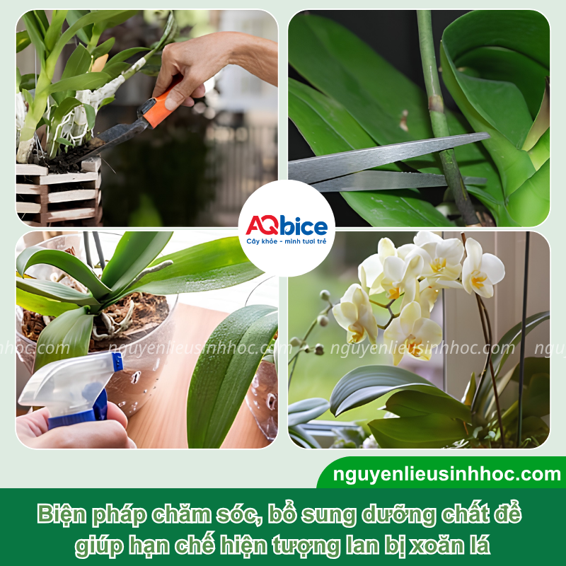 Lan bị xoăn lá do nguyên nhân nào và Cách xử lý dứt điểm 3 Lan bị xoăn lá do nguyên nhân nào và Cách xử lý dứt điểm