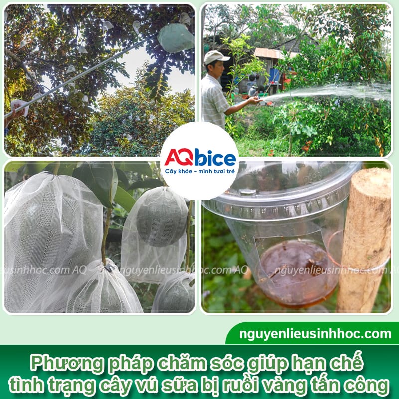 Xử lý vú sữa bị ruồi vàng tấn công, bảo vệ vườn cây trĩu quả