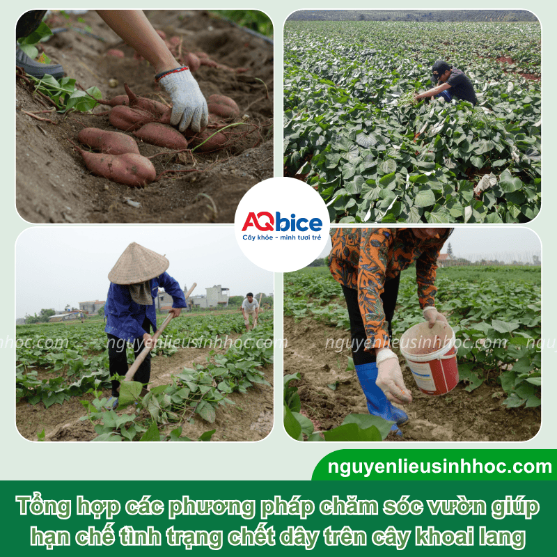 Phòng trừ bệnh chết dây khoai lang giúp bảo vệ năng suất 