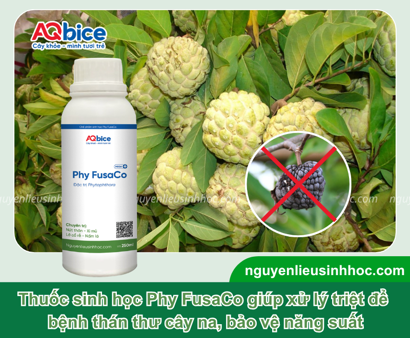 Bệnh thán thư cây na: Biểu hiện và Cách xử lý triệt để 5 Bệnh thán thư cây na: Biểu hiện và Cách xử lý triệt để