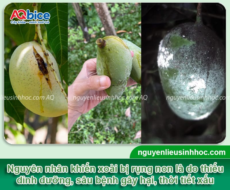 Thuốc chống rụng quả xoài hiệu quả giúp tăng tỷ lệ giữ trái
