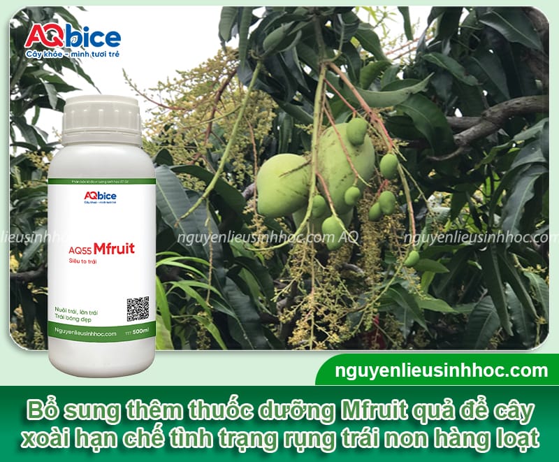 Thuốc chống rụng quả xoài hiệu quả giúp tăng tỷ lệ giữ trái