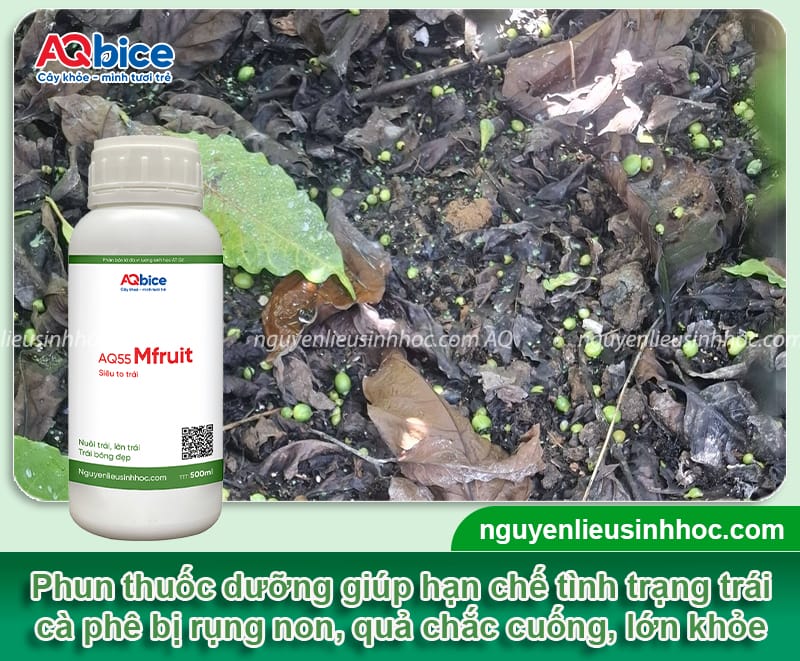 Thuốc chống rụng trái non cà phê, bí quyết giữ trái hiệu quả 4 Thuốc chống rụng trái non cà phê, bí quyết giữ trái hiệu quả