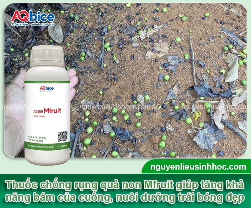 Thuốc chống rụng trái non: Giữ trái khỏe, hạn chế rụng sớm 4 Thuốc chống rụng trái non: Giữ trái khỏe, hạn chế rụng sớm