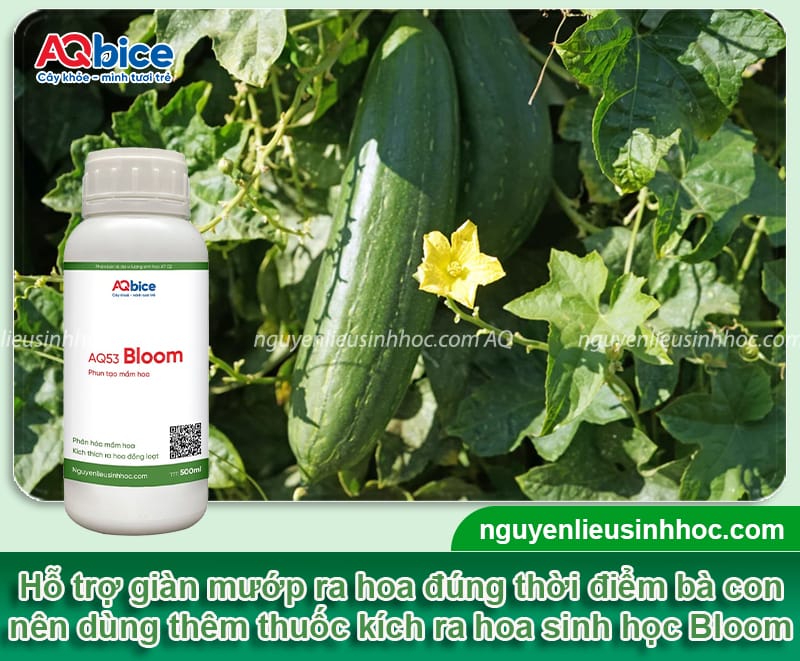 Vì sao mướp không ra hoa và cách xử lý giúp ra hoa nhiều
