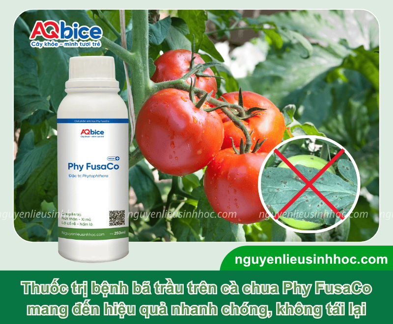 Nhận biết và cách xử lý triệt để bệnh bã trầu trên cà chua