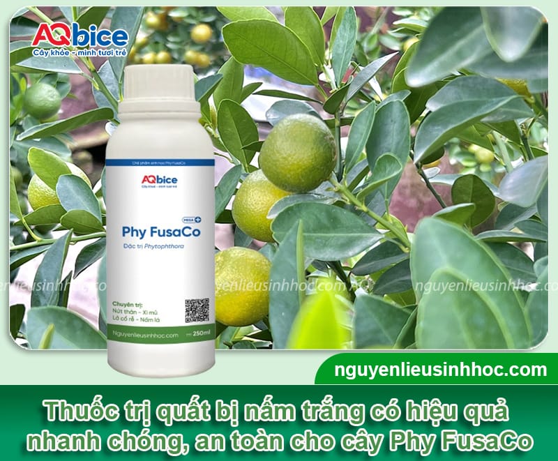 Khắc phục cây quất bị nấm trắng tận gốc, an toàn và hiệu quả 4 Khắc phục cây quất bị nấm trắng tận gốc, an toàn và hiệu quả