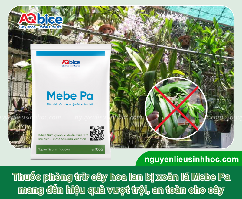 Lan bị xoăn lá do nguyên nhân nào và Cách xử lý dứt điểm 4 Lan bị xoăn lá do nguyên nhân nào và Cách xử lý dứt điểm
