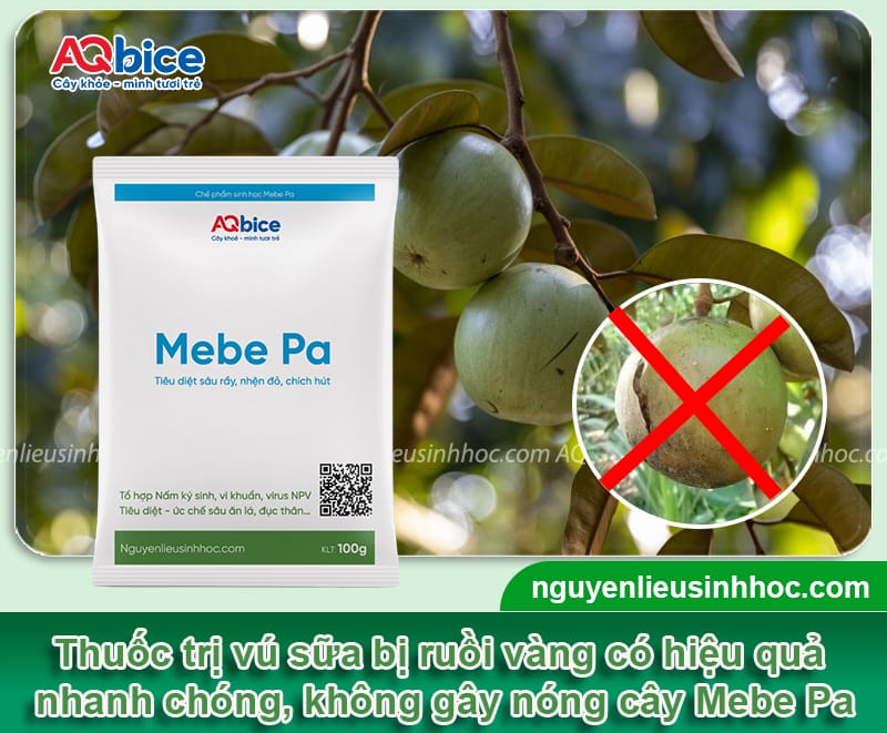 Xử lý vú sữa bị ruồi vàng tấn công, bảo vệ vườn cây trĩu quả