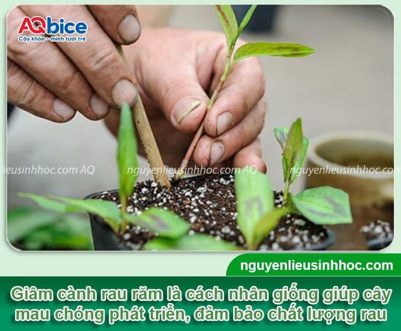 Cách giâm cành rau răm nhanh bén rễ, phát triển xanh tốt