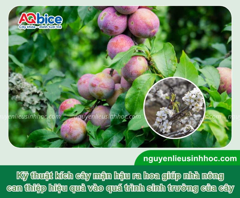 Cách kích thích cây mận hậu ra hoa đồng loạt, đậu quả nhiều