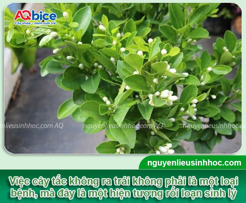 Tại sao cây tắc không ra trái và cách ép cây ra hoa, đậu quả 1 Tại sao cây tắc không ra trái và cách ép cây ra hoa, đậu quả