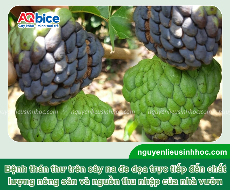 Bệnh thán thư cây na: Biểu hiện và Cách xử lý triệt để 1 Bệnh thán thư cây na: Biểu hiện và Cách xử lý triệt để