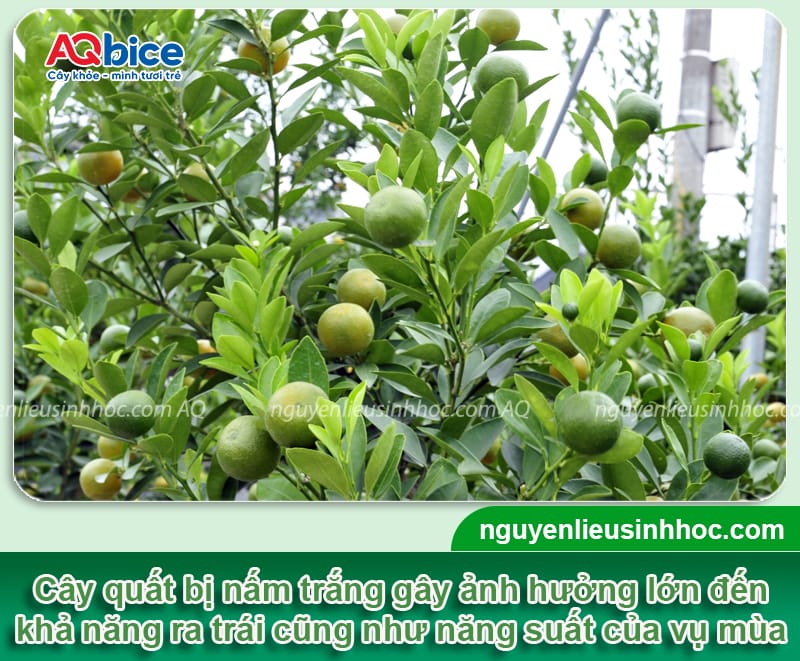 Khắc phục cây quất bị nấm trắng tận gốc, an toàn và hiệu quả
