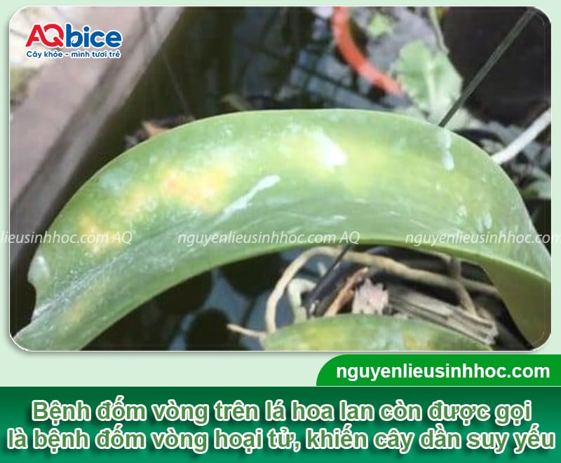 Bệnh đốm vòng trên hoa lan: Nguyên nhân và cách phòng trừ