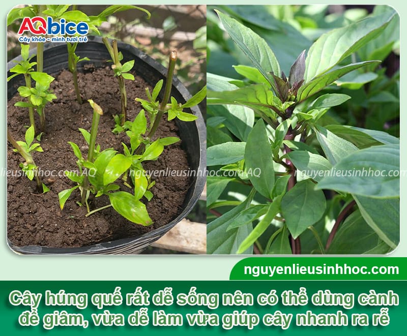 Hướng dẫn giâm cành húng quế đúng cách, sinh trưởng xanh tốt