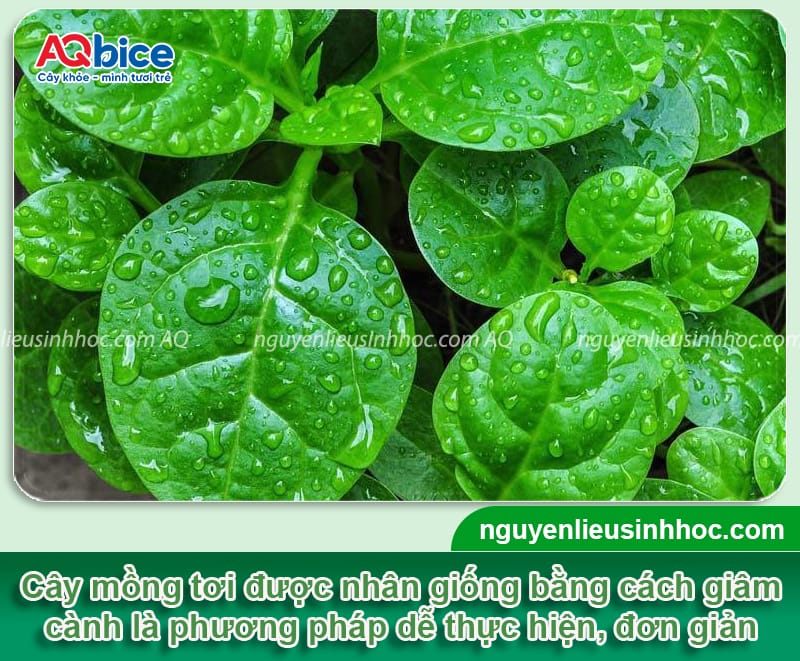 Cách giâm cành mồng tơi tỷ lệ ra rễ cao, mau bật chồi