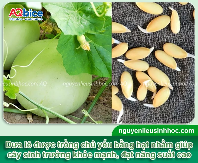 Cách trồng dưa lê bằng hạt đơn giản, nhanh cho trái ngọt