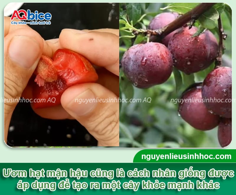 Cách ươm hạt mận hậu nhanh nứt nanh, nảy mầm khỏe mạnh