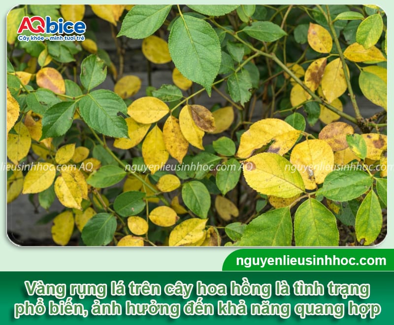 Cây hoa hồng bị vàng lá rụng lá: Nguyên nhân và cách phòng trừ