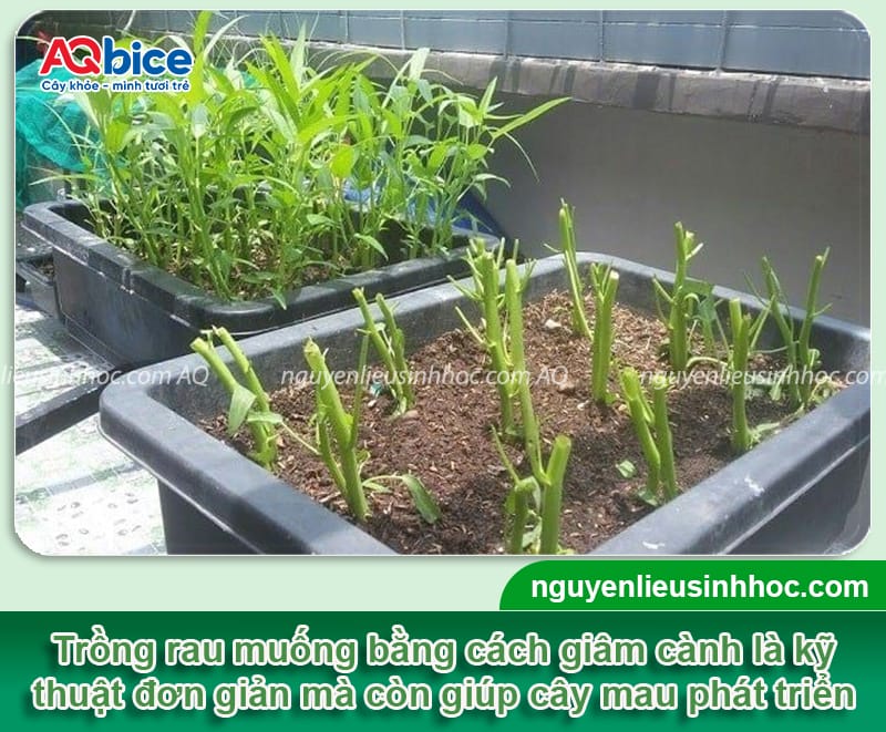 Hướng dẫn giâm cành rau muống nhanh bén rễ, lá xanh mướt