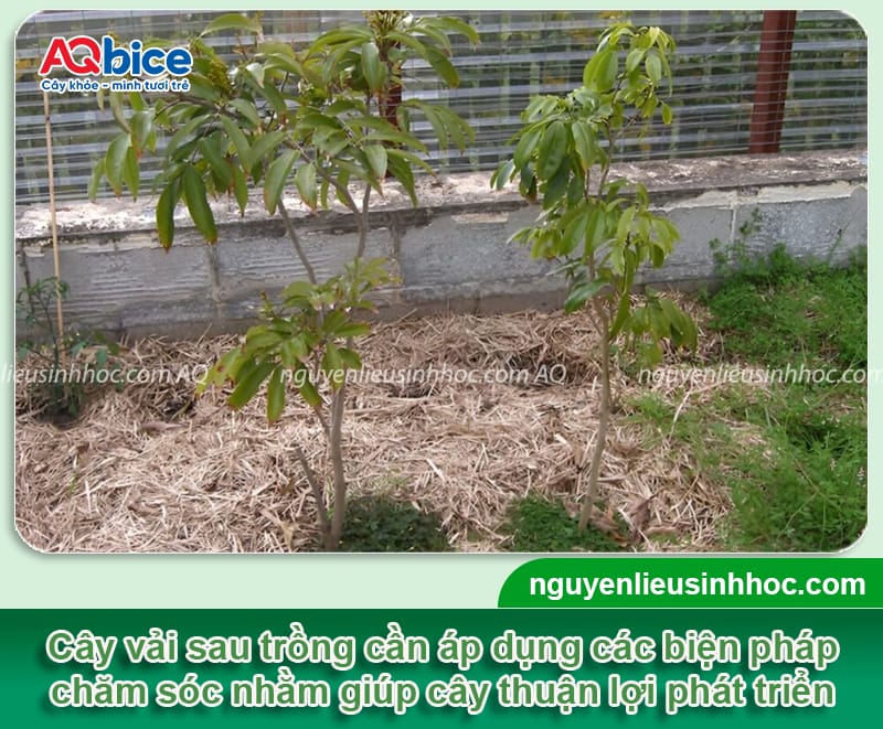 Kỹ thuật chăm sóc cây vải sớm, hạn chế sâu bệnh gây hại