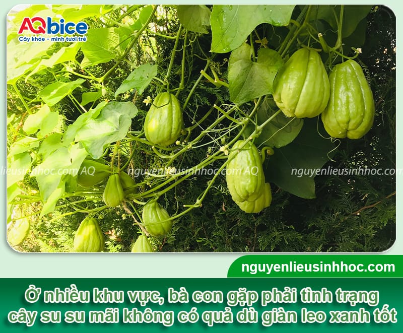 Tại sao cây su su không ra quả và biện pháp khắc phục