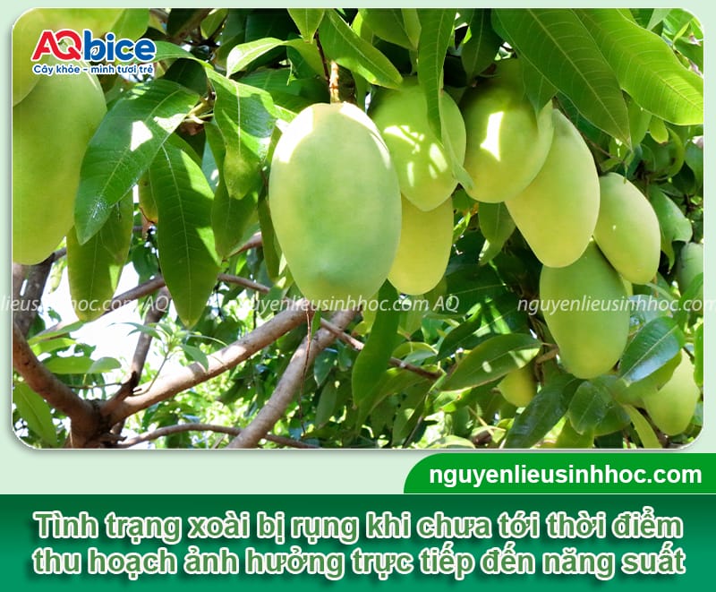 Thuốc chống rụng quả xoài hiệu quả giúp tăng tỷ lệ giữ trái