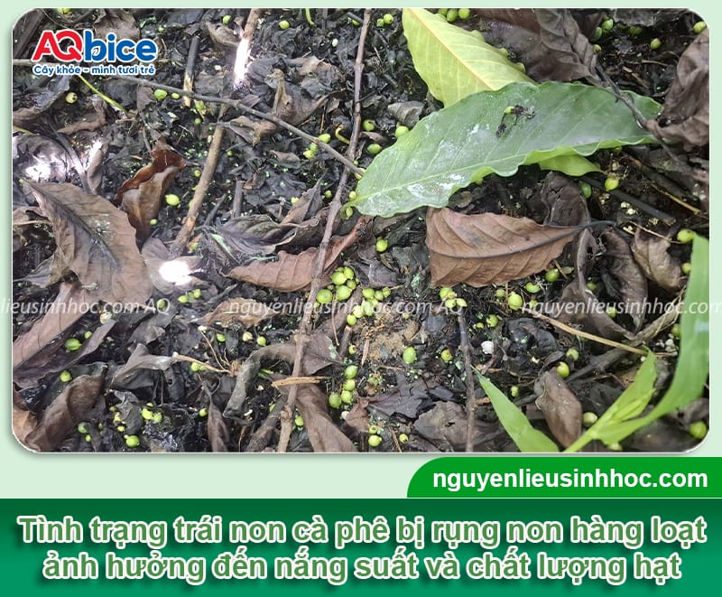Thuốc chống rụng trái non cà phê, bí quyết giữ trái hiệu quả